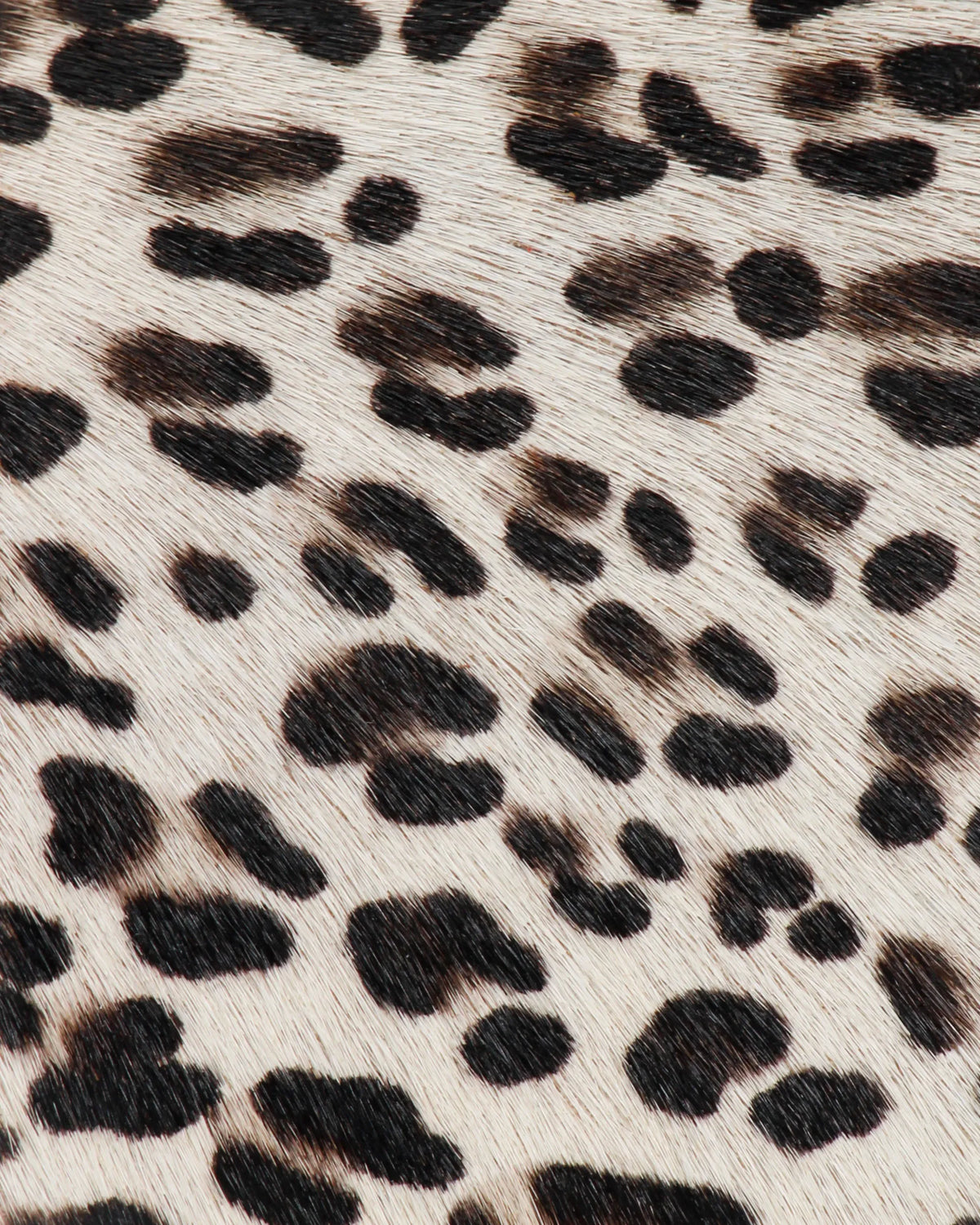 Snow Leopard White